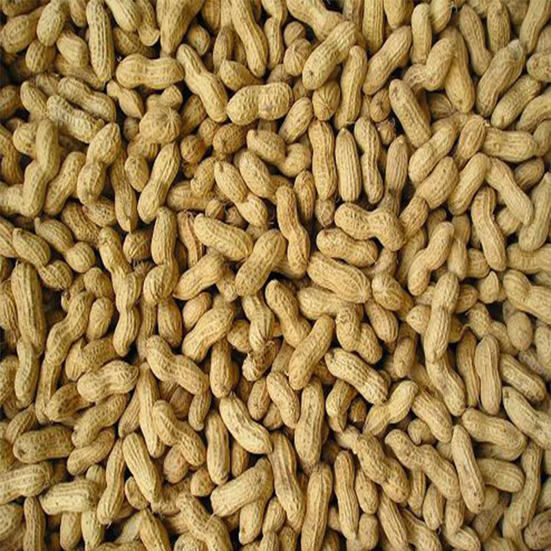 Roasted Peanuts Inshell for Sale New Crop
