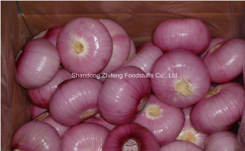 Good Quality New Crop Onion