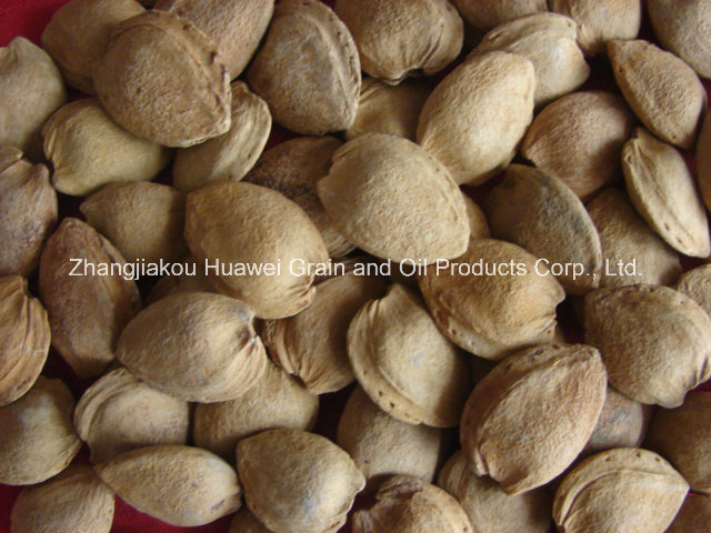 Sweet Almond in Shell (longwangmao 22mm UP)