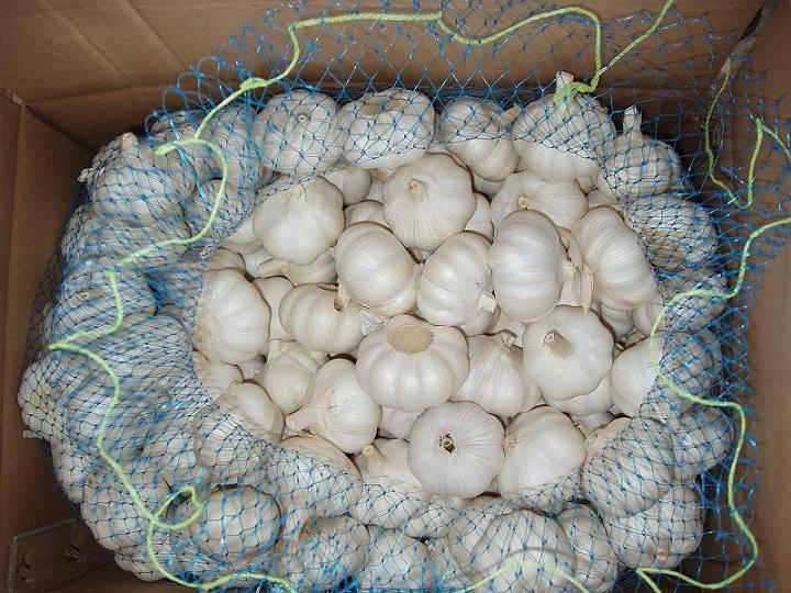 New Fresh Garlic with Bag, Carton Packing