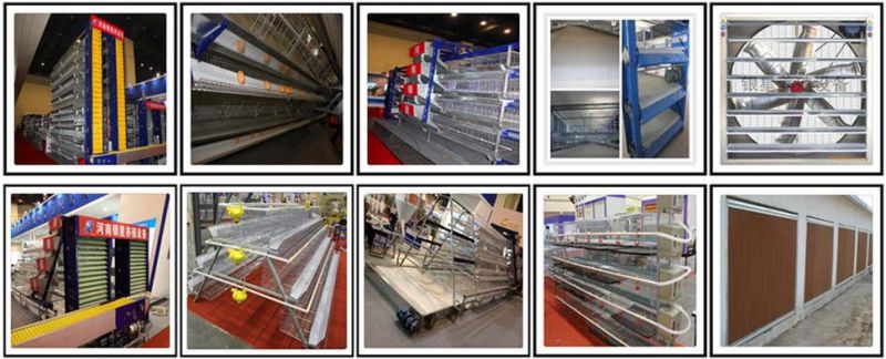 Professional Design Layer Chicken Cages Manufacturer