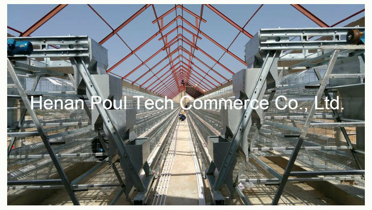 Poul Tech Automatic Layer Cage System (A Type)