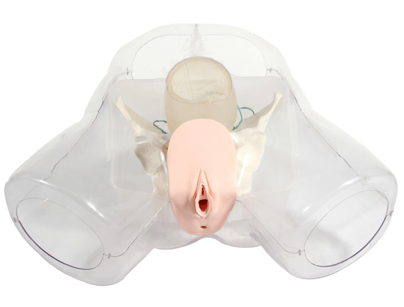 Female Uterus Cavity Electrocision Medical Clinical Skill Traching Simulator