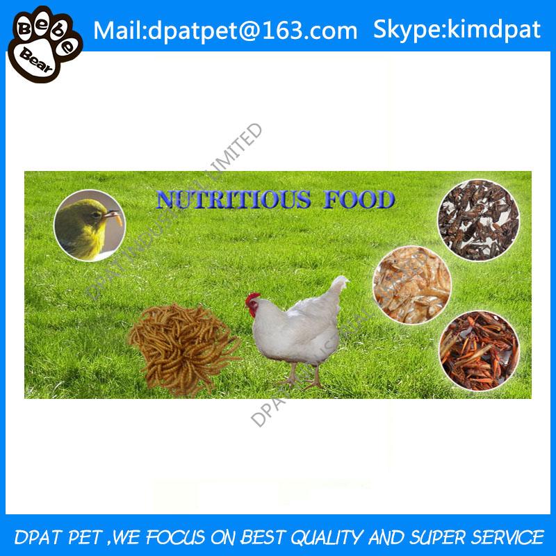 Lower Price Dried Mealworms for Poultry Pet Food Chicken Feed Birds Food
