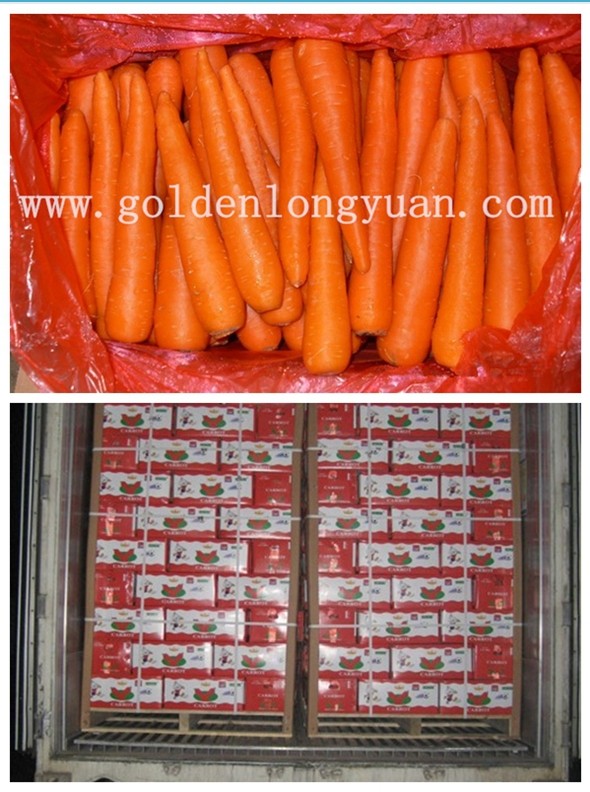 Regular Supplier Chinese Fresh Carrot