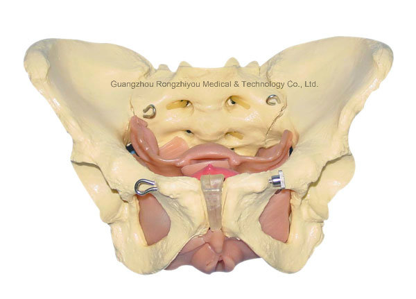 Life-Size Adult Female Muscular&Inner Organs in Pelvis Model