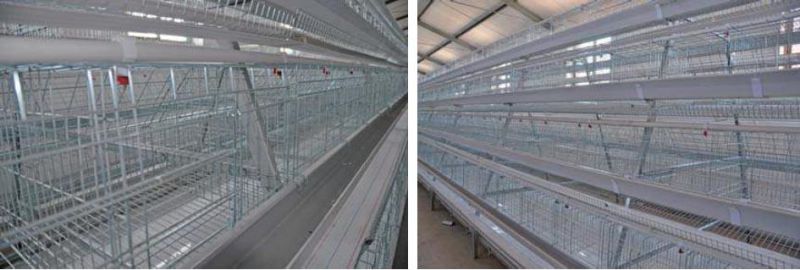 a Frame Layer Battery Cage System with Manure Belt