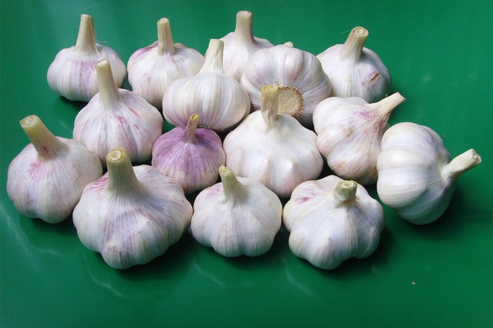 normal white Garlic in packages from jin xiang