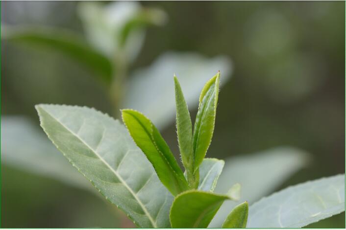 Organic Bud Green Tea