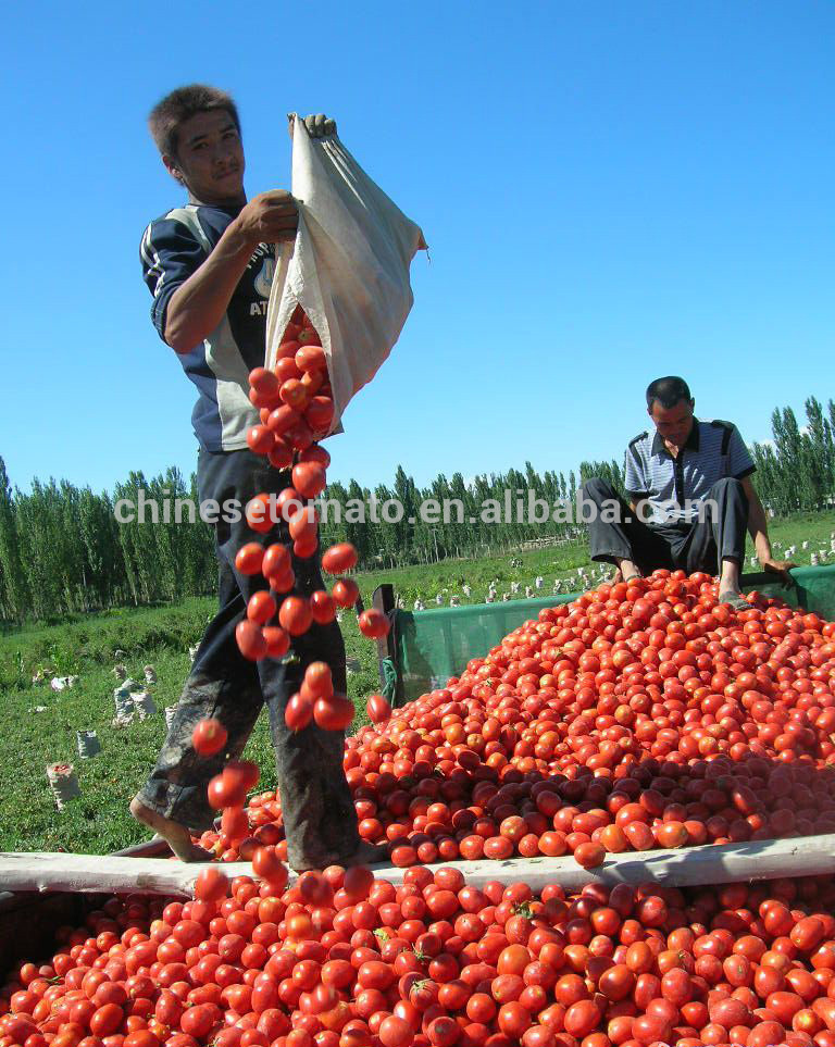 OEM Brand Canned Tomato Paste of All Sizes 70 G to 4.5kg