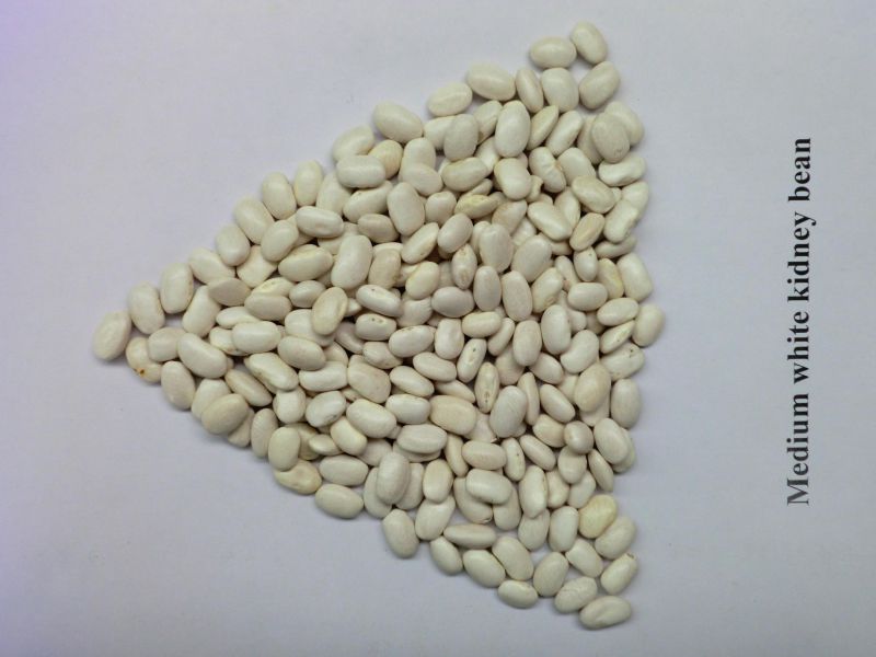 Light Speckled Kidney Bean with Good Quality