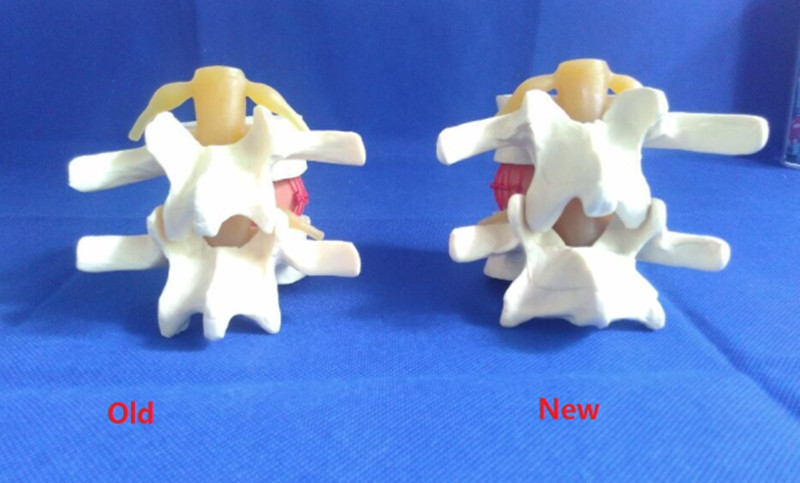 High Quality Foam Human Vertebra Medical Teaching Model