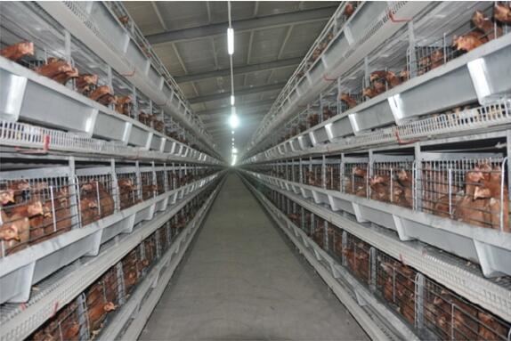 Layer Farm Equipment Cage System (H frame)