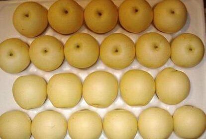 Hebei Fresh Crown Pear with Lowest Price