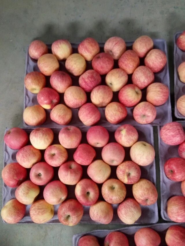 Good Quality or Exporting Fresh FUJI Apple