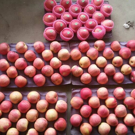 Exported Standard Quality of Fresh Red Qinguan Apple