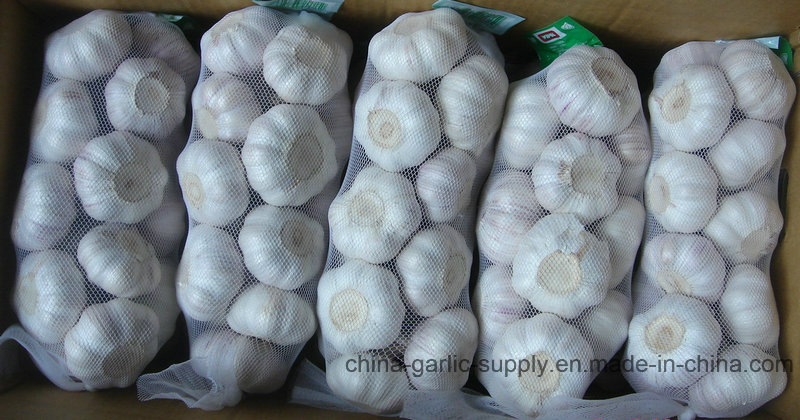 2016 Crop Garlic