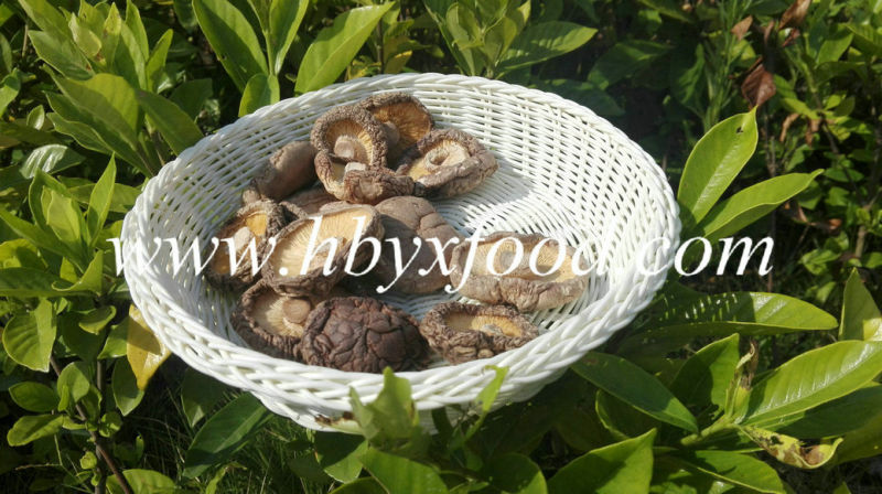 on Sale Smooth Shiitake Mushroom with No Stem and Good Quality Food