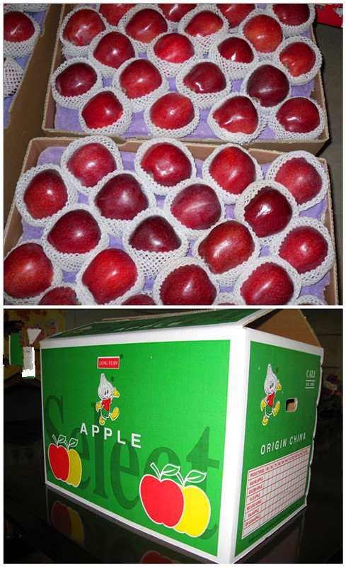 New Fresh Chinese Red Apple with Carton