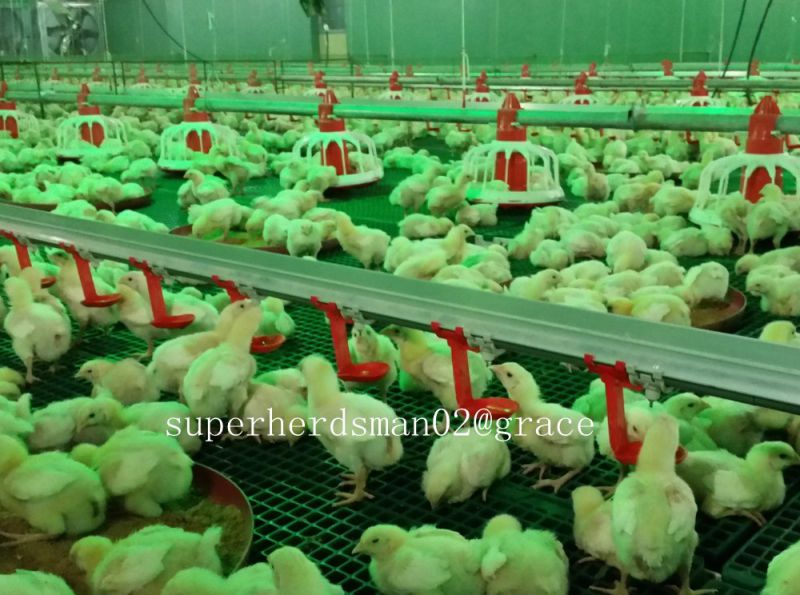 Automatic Poultry Equipment for Broiler Farm