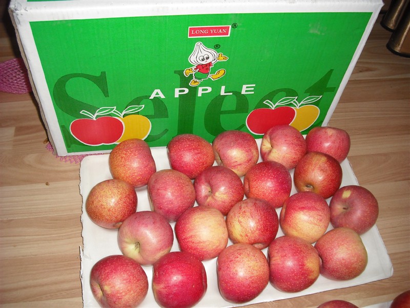 Good Quality Fresh Qinguan Apple, Fresh Apple