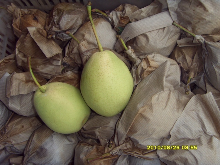 Fresh Green Shandong Pear for India