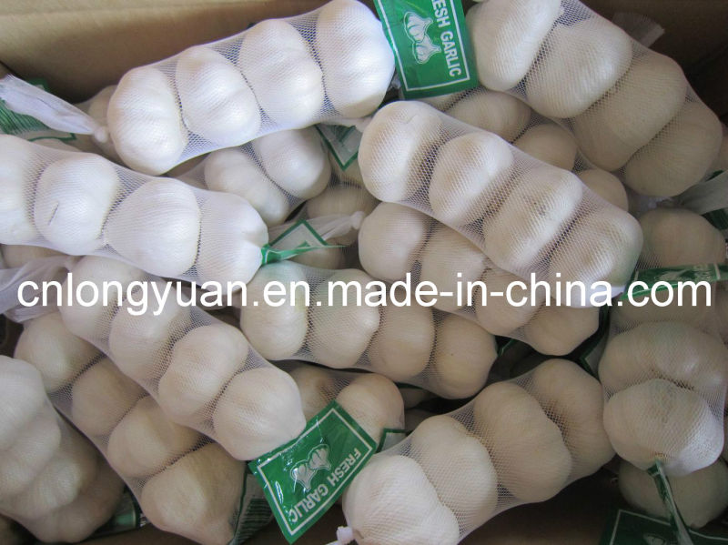 Pure White Garlic Packed with 500g X20/10kg Carton
