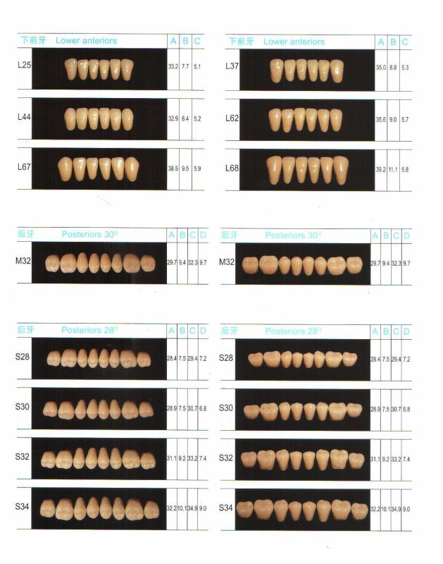 R101 Three-Layer Synthetic Resin Teeth