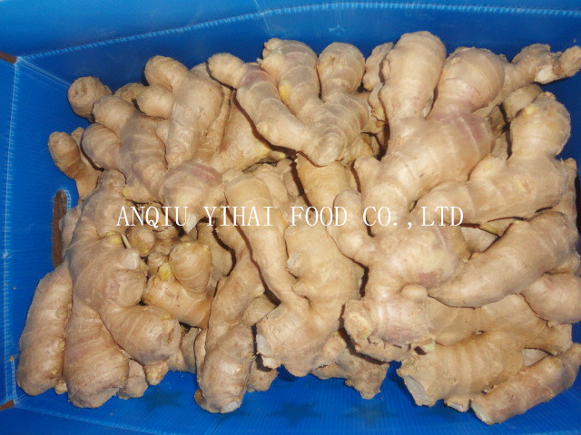 Supply Air Dry Ginger Big Quantity