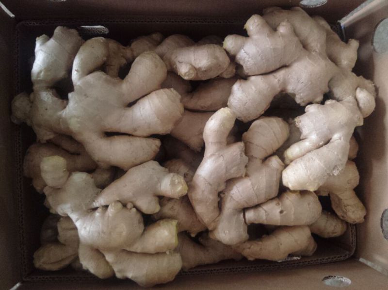 Top Quality of Fresh Air Dry Ginger for Europ