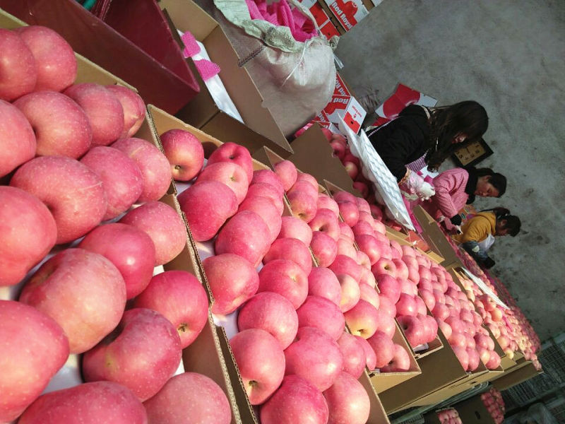 Paper Bagged Fresh Red FUJI Apple