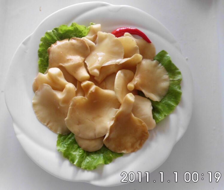 Canned Abalone Mushroom with Best Quality