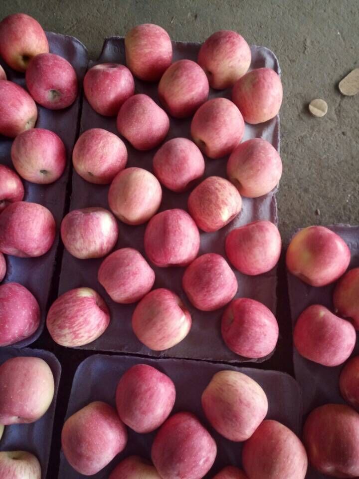 New Crop Carton Packing Chinese Red Apple