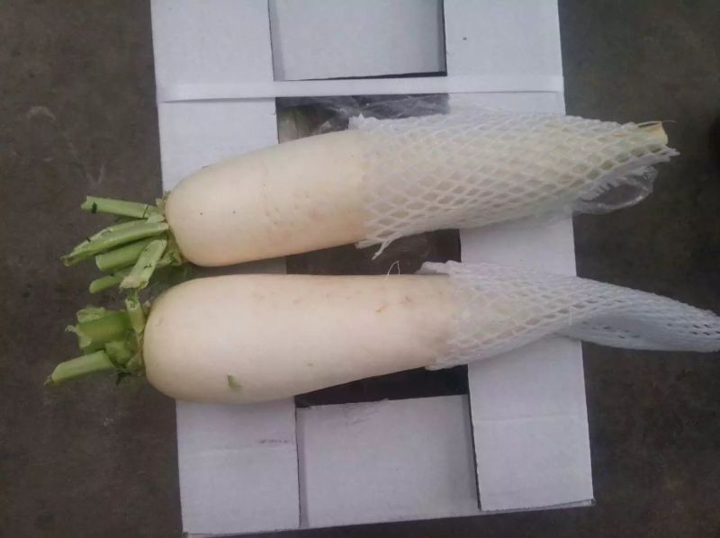 Fresh White Radish with Box Packing