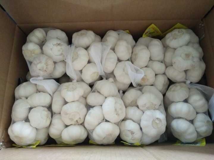 5.0cm and up Small Packing Pure White Garlic