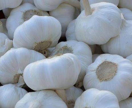 New Crop of Garlic