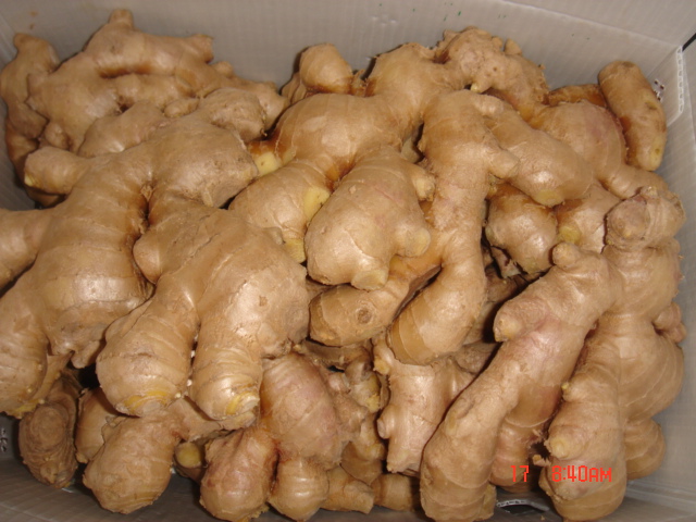 New Crop Competitive Fresh Ginger (150g and up)