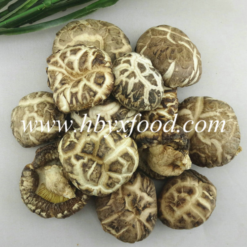 Dried White Flower Shiitake Mushroom with Packing 15kg Per Bag