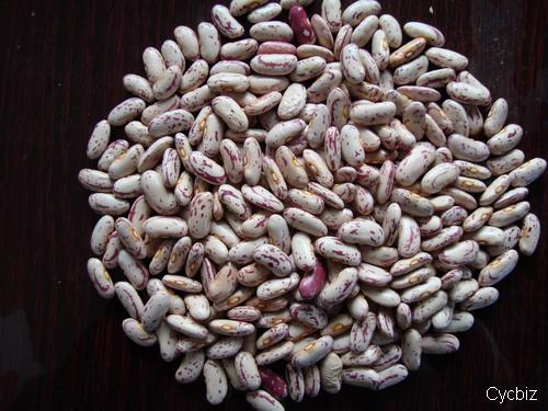 2015 New Crop Good Quality Light Speckled Kidney Bean