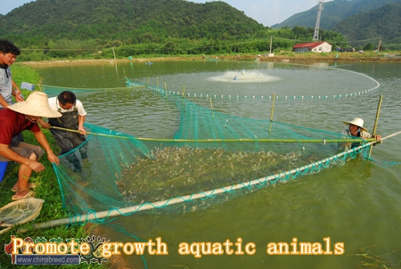 Seaweed Microbial Aquaculture Water Fertilizer of Fodder Additive