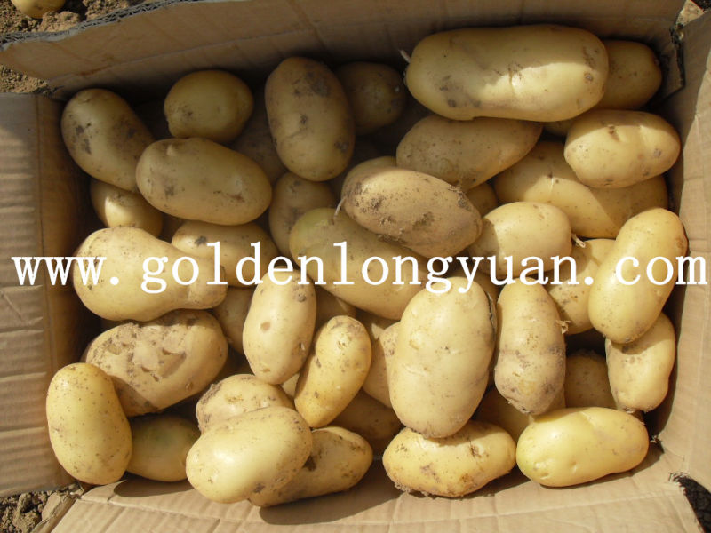 Chinese New Crop Fresh Holland Potato