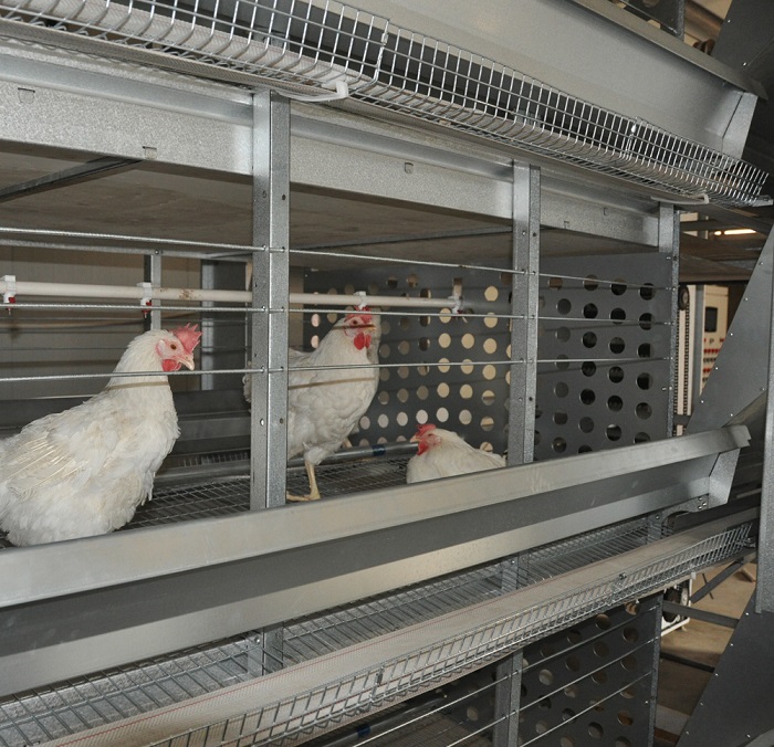 Galvanization Automatic Breeder Chicken Cage System (H type)