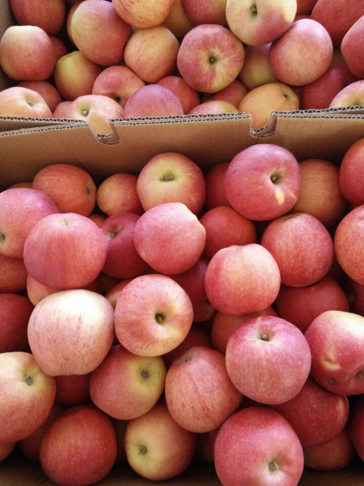 Fresh Red Gala Apple, Golden Apple, Huaniu Apple