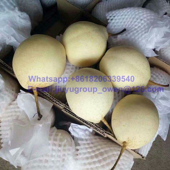 Food Grade New Crop Top Quality Pear