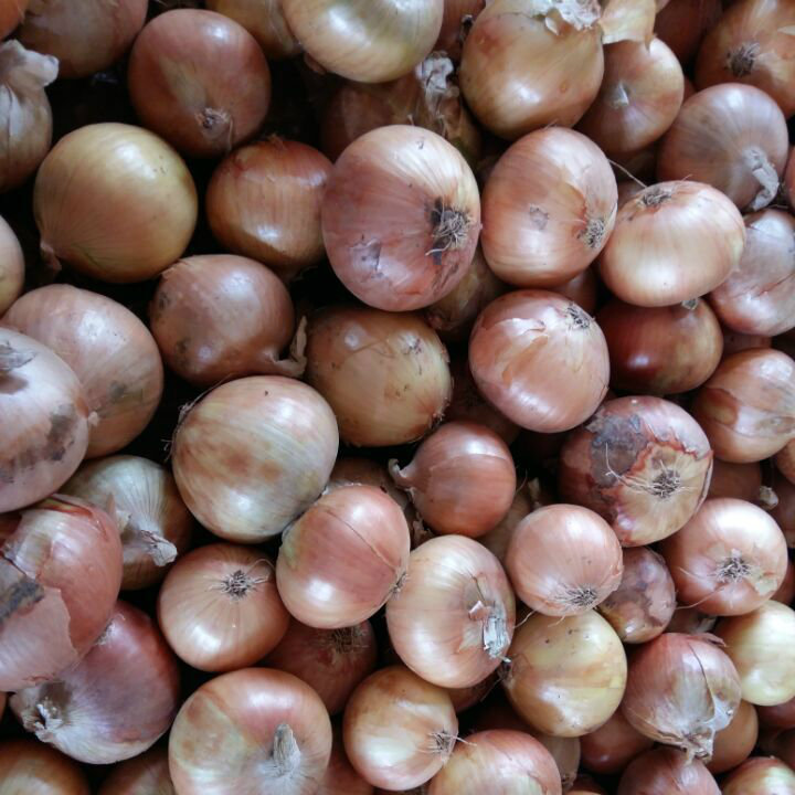 Good Quality of Chinese Fresh Yellow Onion (5-7cm)