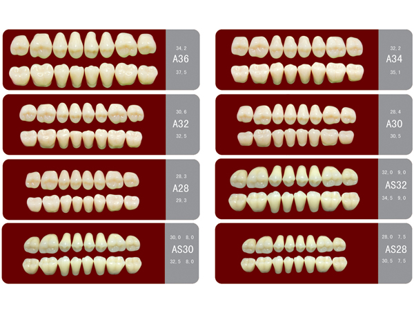 SA21 Two-Layer Acrylic Resin Teeth