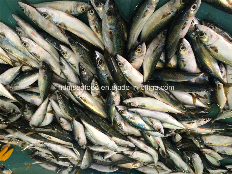 Fresh Frozen Mackerel Fish