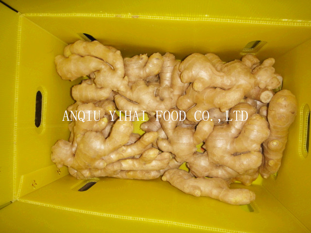 Professional Supply Fresh Ginger/Air Dry Ginger