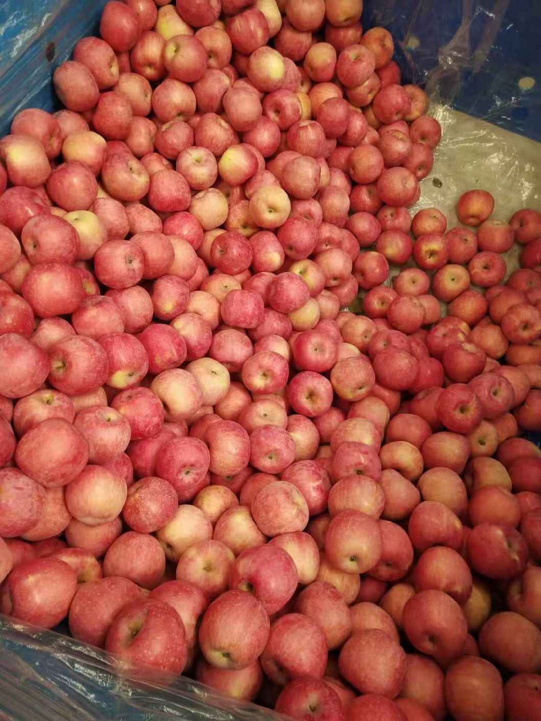 Sweet Fuji Apples