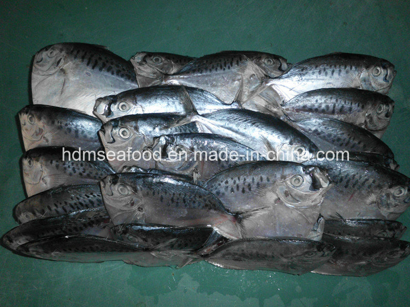 100-200g Frozen Whole Round Moonfish